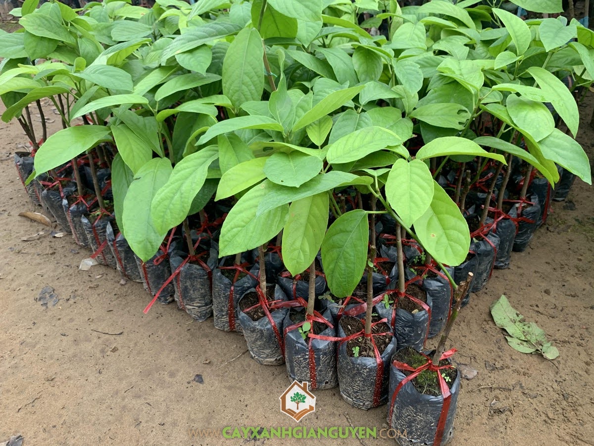 bán Cây Dâu Xiêm Giống, Cây Dâu Xiêm, Cây Dâu Xiêm Giống, Trái Dâu Xiêm có công dụng gì, Cây Giống Dâu Xiêm, địa chỉ bán Cây Dâu Xiêm Giống