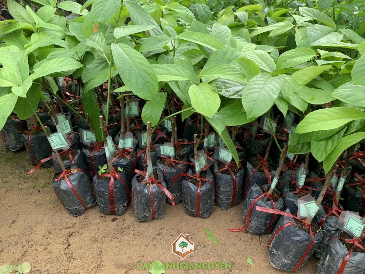 bán Cây Dâu Xiêm Giống, Cây Dâu Xiêm, Cây Dâu Xiêm Giống, Trái Dâu Xiêm có công dụng gì, Cây Giống Dâu Xiêm, địa chỉ bán Cây Dâu Xiêm Giống