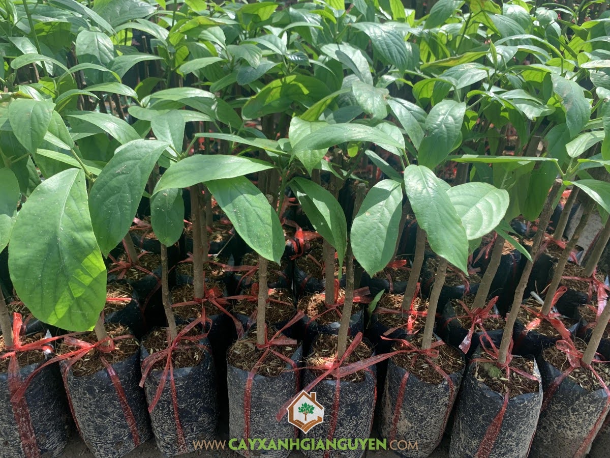 Dâu Xiêm Miền Tây, Dâu Xiêm, Vườn Dâu Xiêm, Trái Dâu Xiêm, chăm sóc Cây Dâu Xiêm, Cây Dâu Xiêm ở Miền Tây