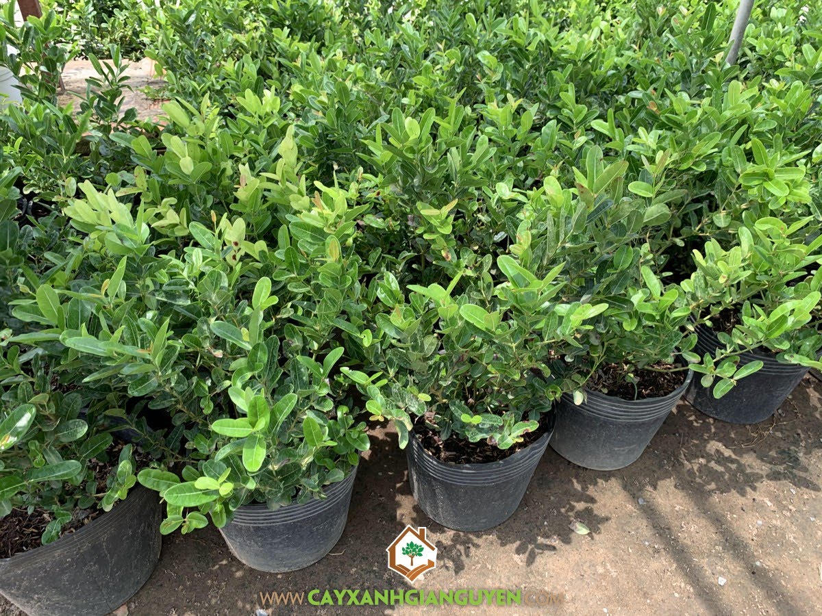 Giống Cây Siro có đắt không, Giống Cây Siro, Cây Siro, Giống Siro, Mua Giống Cây Siro, Cây Siro