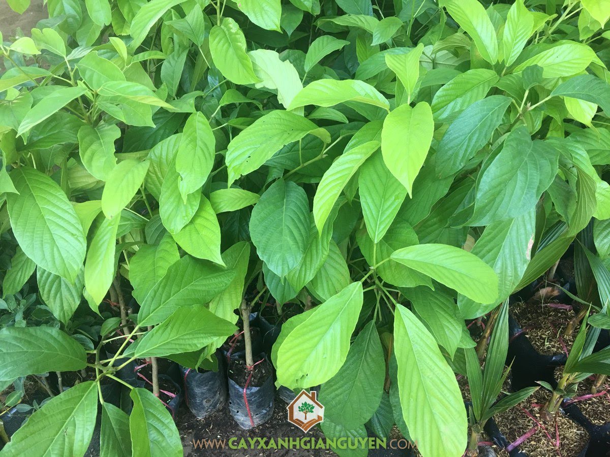 Làm giàu nhờ Cây Dâu Xiêm, Dâu Xiêm, Trái Dâu Xiêm, Quả Dâu Xiêm, Cây Dâu Xiêm, Giống Cây Ăn Trái