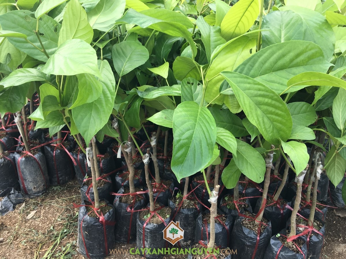 bán Cây Dâu Xiêm Giống, Cây Dâu Xiêm, Cây Dâu Xiêm Giống, Trái Dâu Xiêm có công dụng gì, Cây Giống Dâu Xiêm, địa chỉ bán Cây Dâu Xiêm Giống