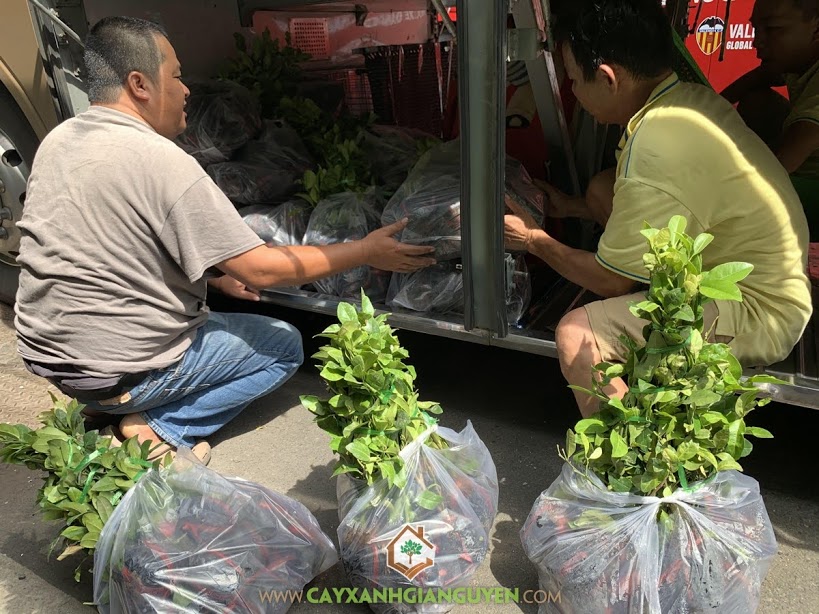 cây chanh bông tím, Cây Xanh Gia Nguyễn, trồng cây chanh, cung cấp  200 cây chanh bông tím, huyện Sơn Tây, tỉnh Bình Định, Tìm hiểu về cây chanh bông tím, Cây chanh bông tím, giống chanh tàu trùm