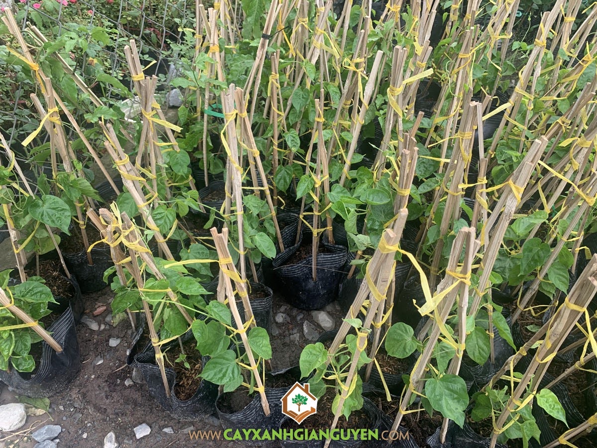 Cây Hoa Thiên Lý có tác dụng gì, tác dụng của Cây Hoa Thiên Lý, Cây Hoa Thiên Lý, Hoa Thiên Lý, Hoa của Cây Thiên Lý