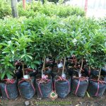 NHỮNG LƯU Ý KHI TRỒNG CÂY TẮC THÁI