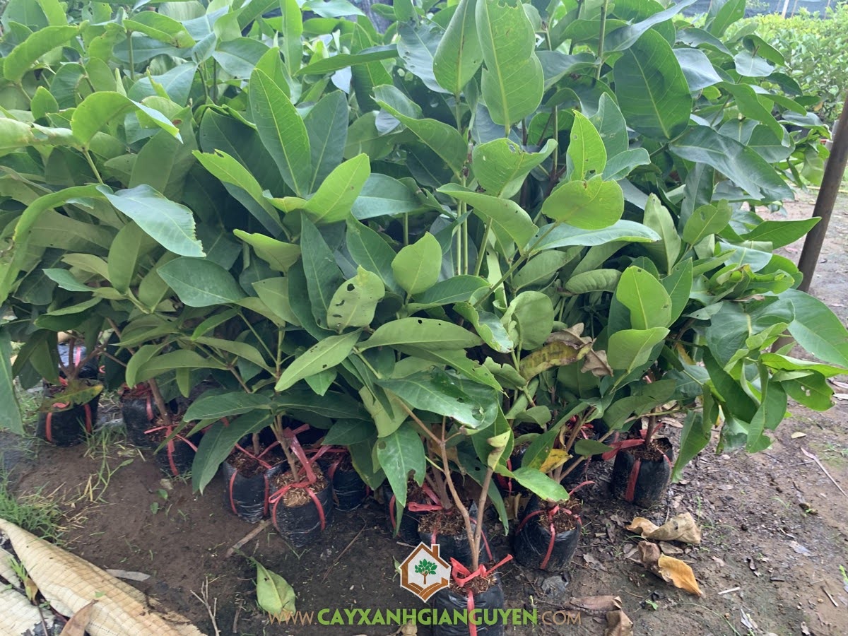Ở đâu bán Cây Giống Mận Xanh Tam Hoa, Cây Giống Mận Xanh Tam Hoa, Cây Mận Xanh Tam Hoa, Mận Xanh Tam Hoa, Cây Xanh Gia Nguyễn
