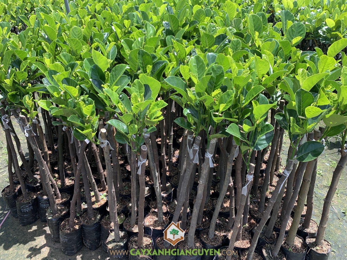 Cây Mít Ruột Đỏ Lá Bầu, Kỹ thuật trồng Cây Mít Ruột Đỏ Lá Bầu, Cây Mít Ruột Đỏ Xơ Vàng, Mít Ruột Đỏ Lá Bầu Giống, Mít Ruột Đỏ