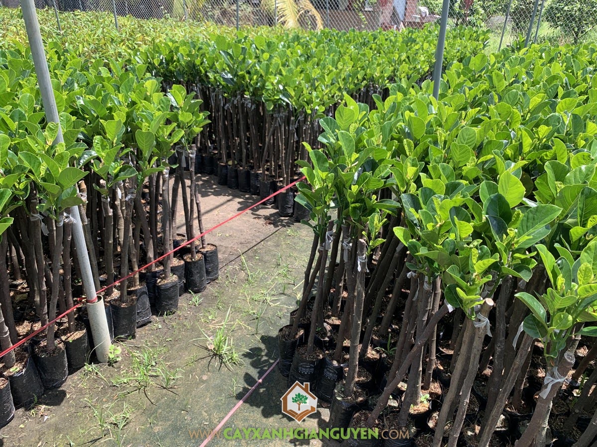Cây Mít Ruột Đỏ Lá Bầu, Cây Mít Ruột Đỏ Xơ Đỏ, Cây Mít Ruột Đỏ Xơ Vàng, Phân biệt Mít Ruột Đỏ, Mít Ruột Đỏ Lá Bầu