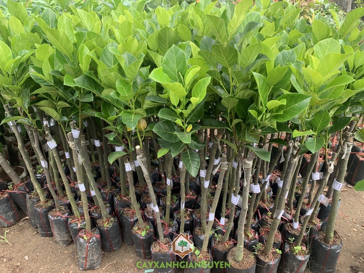 Cây Mít Ruột Đỏ Lá Bầu, Cây Mít Ruột Đỏ Xơ Đỏ, Cây Mít Ruột Đỏ Xơ Vàng, Phân biệt Mít Ruột Đỏ, Mít Ruột Đỏ Lá Bầu
