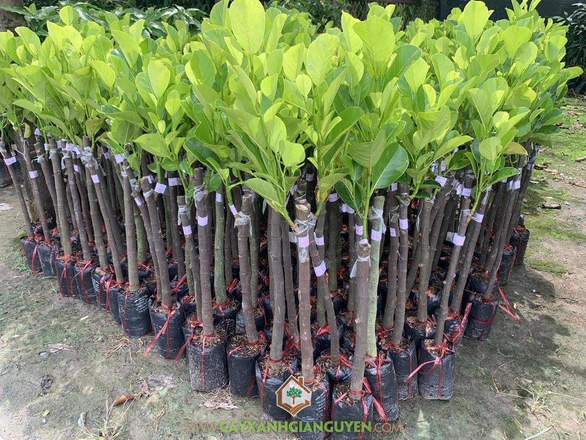 Cây Mít Ruột Đỏ Lá Bầu, Mua Cây Mít Ruột Đỏ Lá Bầu, Giống Cây Mít Ruột Đỏ Lá Bầu, Cây Mít Ruột Đỏ Xơ Vàng, Mít Ruột Đỏ Lá Bầu