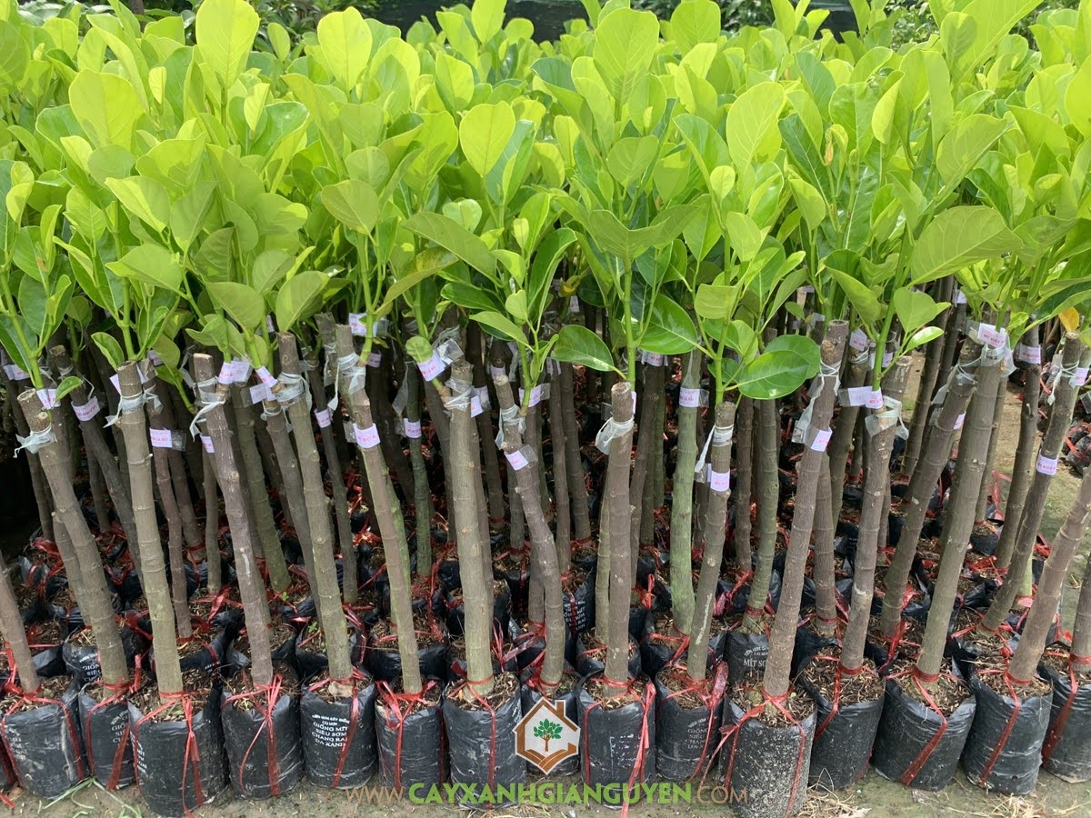 Cây Mít Ruột Đỏ Lá Bầu, Mua Cây Mít Ruột Đỏ Lá Bầu, Giống Cây Mít Ruột Đỏ Lá Bầu, Cây Mít Ruột Đỏ Xơ Vàng, Mít Ruột Đỏ Lá Bầu