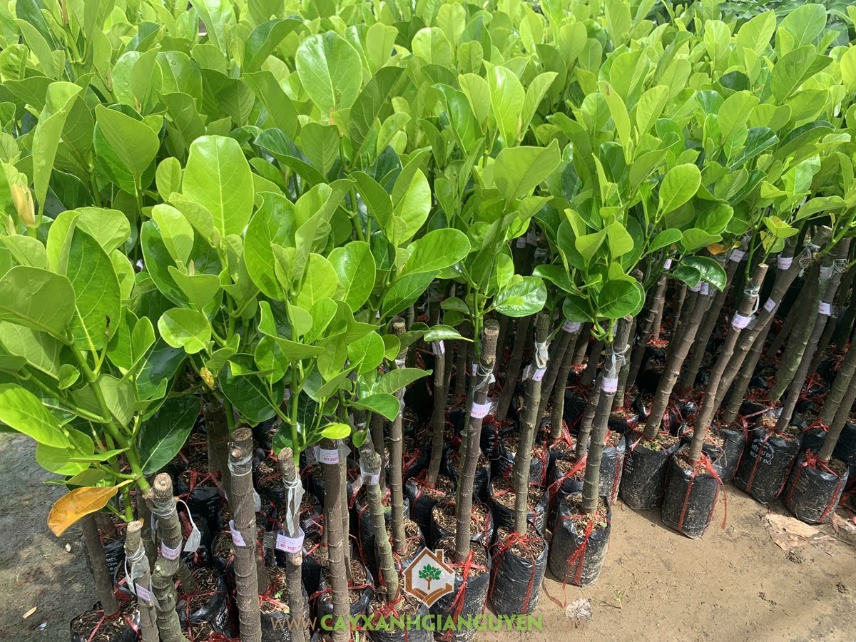 Cây Mít Ruột Đỏ Lá Bầu Indo, Cây Mít Ruột Đỏ Lá Bầu, Cách chăm sóc Cây Mít Ruột Đỏ Lá Bầu, Cây Mít Ruột Đỏ Xơ Vàng, Mít Ruột Đỏ Lá Bầu