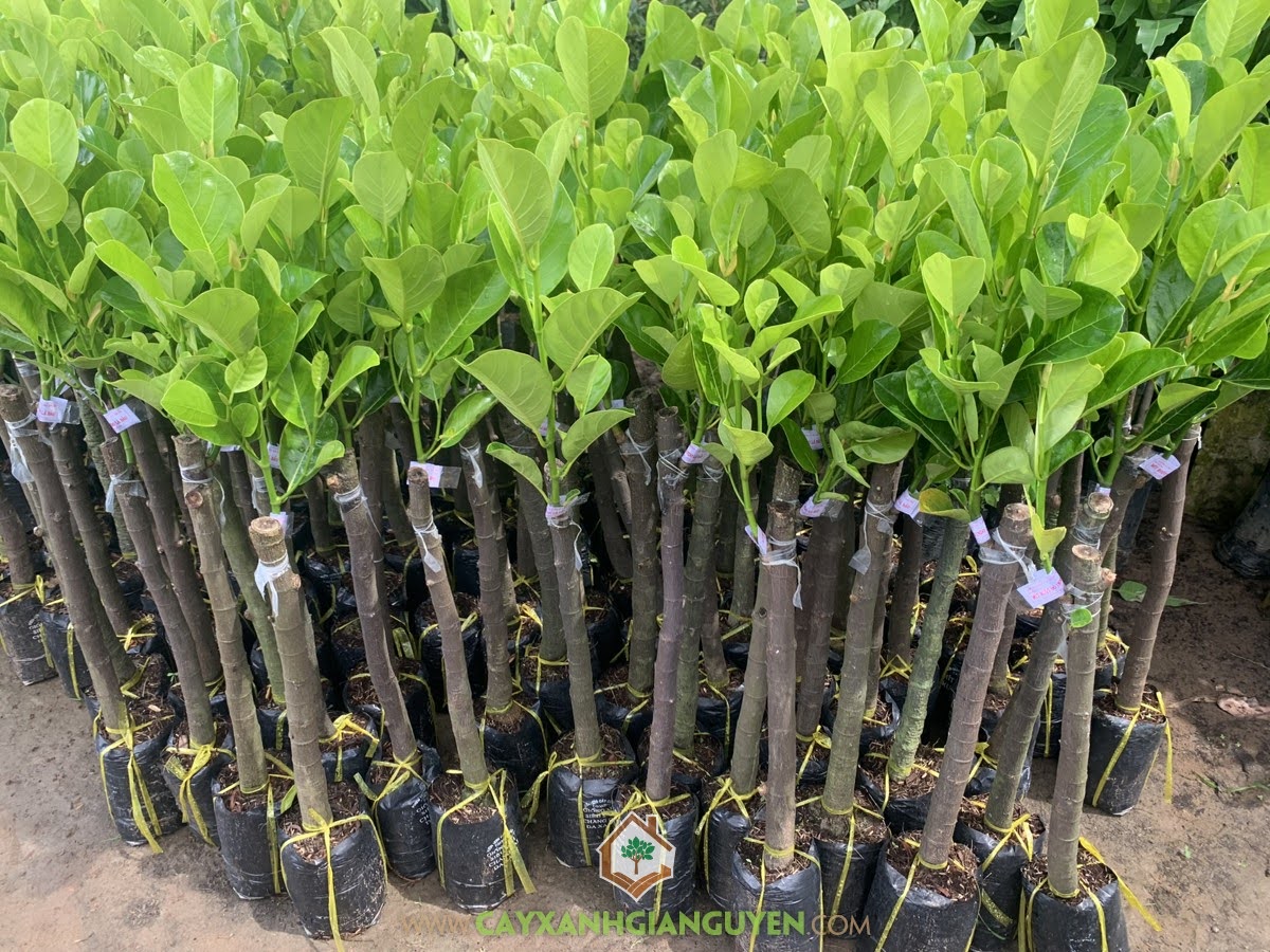 Cây Mít Ruột Đỏ Lá Bầu Indo, Cây Mít Ruột Đỏ Lá Bầu, Cách chăm sóc Cây Mít Ruột Đỏ Lá Bầu, Cây Mít Ruột Đỏ Xơ Vàng, Mít Ruột Đỏ Lá Bầu