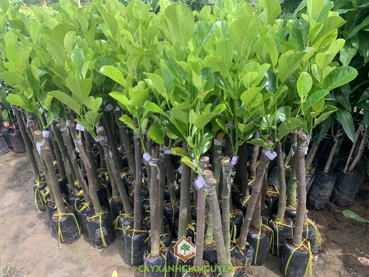 Cây Mít Ruột Đỏ Lá Bầu, Kỹ thuật trồng Cây Mít Ruột Đỏ Lá Bầu, Cây Mít Ruột Đỏ Xơ Vàng, Mít Ruột Đỏ Lá Bầu Giống, Mít Ruột Đỏ