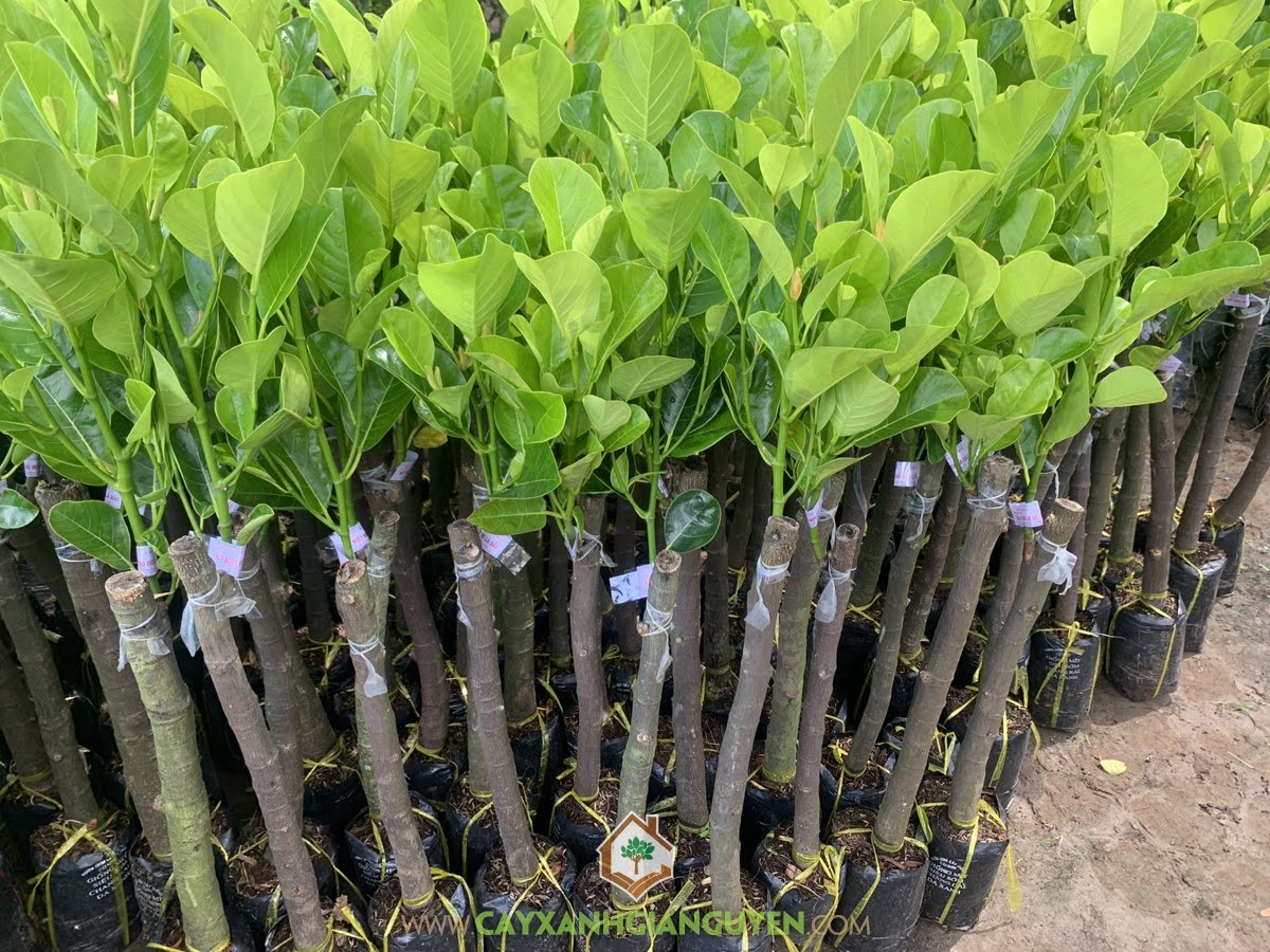 Giống Mít Ruột Đỏ Lá Bầu, Cây Mít Ruột Đỏ Lá Bầu, Cây Mít Ruột Đỏ Xơ Vàng, Cây Mít Ruột Đỏ Indonesia, Cây Mít Ruột Đỏ