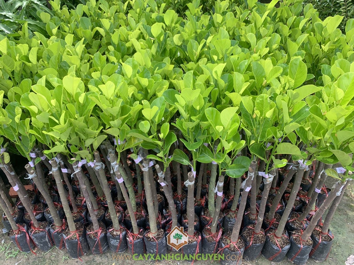 Giống Mít Ruột Đỏ Lá Bầu, Cây Mít Ruột Đỏ Lá Bầu, Cây Mít Ruột Đỏ Xơ Vàng, Cây Mít Ruột Đỏ Indonesia, Cây Mít Ruột Đỏ