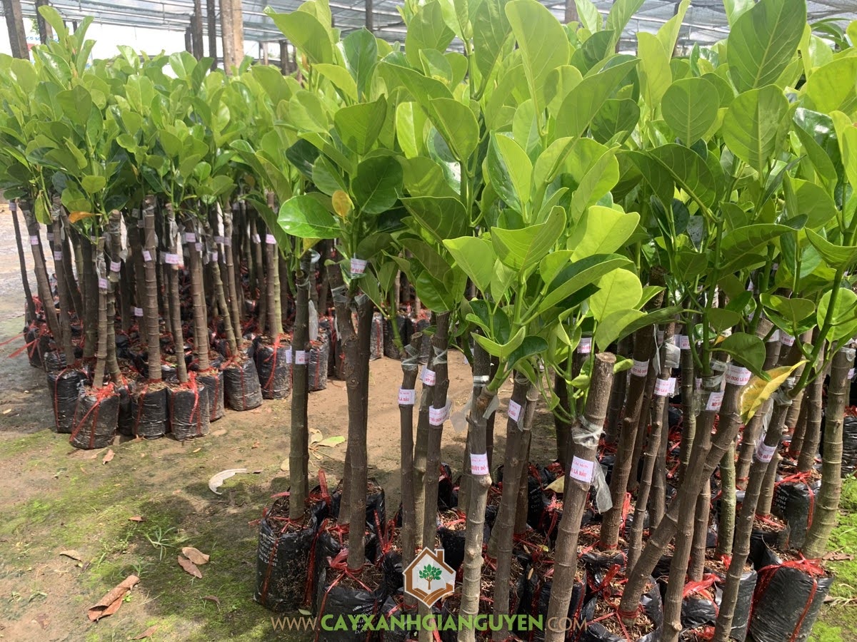 Cây Mít Ruột Đỏ Lá Bầu, Mua Cây Mít Ruột Đỏ Lá Bầu, Giống Cây Mít Ruột Đỏ Lá Bầu, Cây Mít Ruột Đỏ Xơ Vàng, Mít Ruột Đỏ Lá Bầu