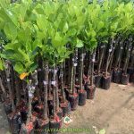 HƯỚNG DẪN CÁCH CHĂM SÓC CÂY MÍT RUỘT ĐỎ LÁ BẦU