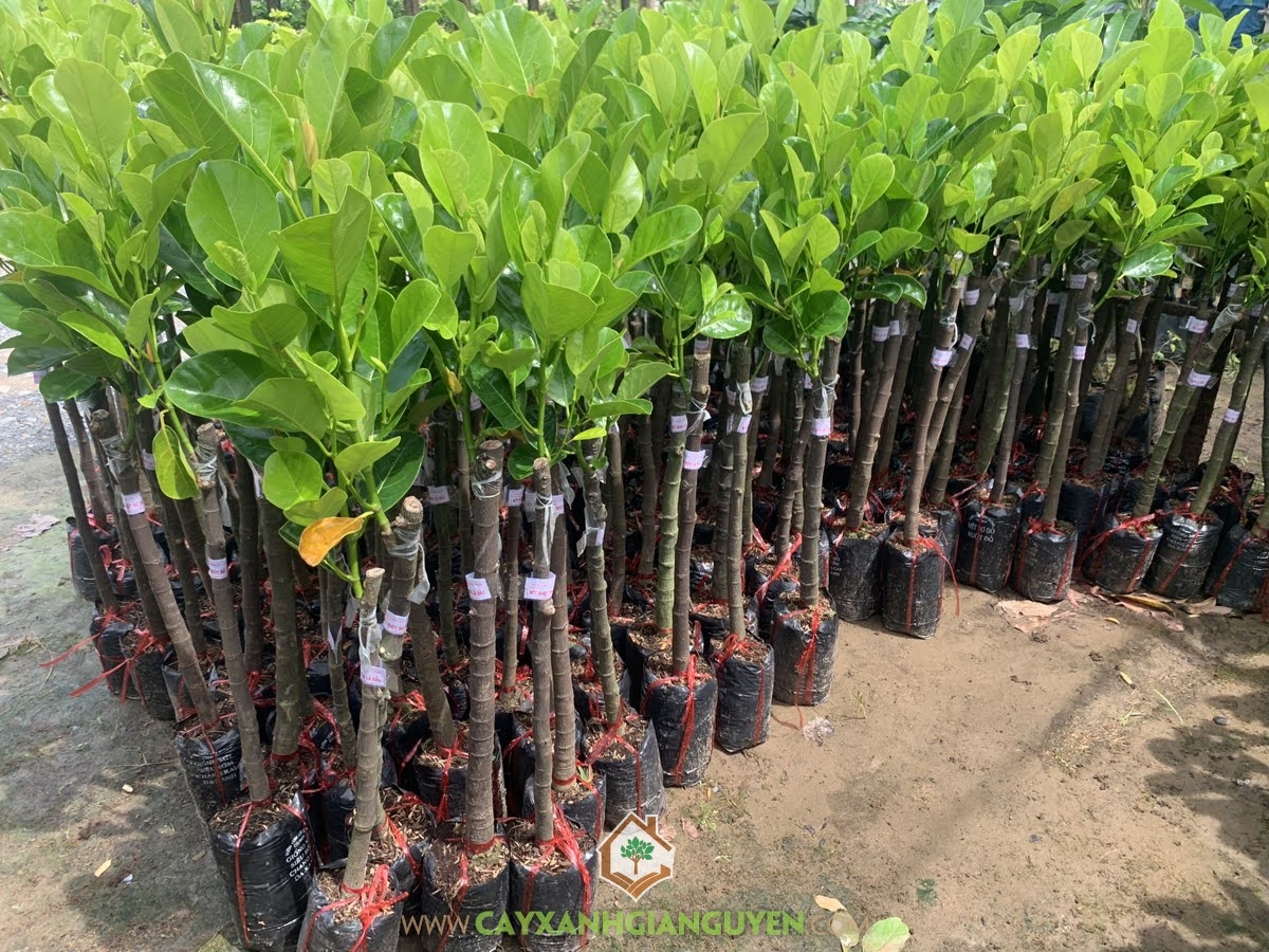 Cây Mít Ruột Đỏ Lá Bầu Indo, Cây Mít Ruột Đỏ Lá Bầu, Cách chăm sóc Cây Mít Ruột Đỏ Lá Bầu, Cây Mít Ruột Đỏ Xơ Vàng, Mít Ruột Đỏ Lá Bầu