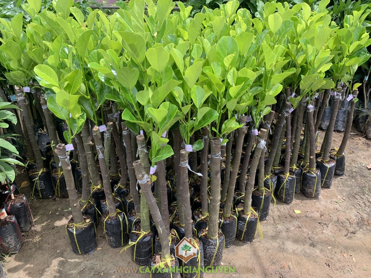 Cây Mít Ruột Đỏ Lá Bầu, Kỹ thuật trồng Cây Mít Ruột Đỏ Lá Bầu, Cây Mít Ruột Đỏ Xơ Vàng, Mít Ruột Đỏ Lá Bầu Giống, Mít Ruột Đỏ