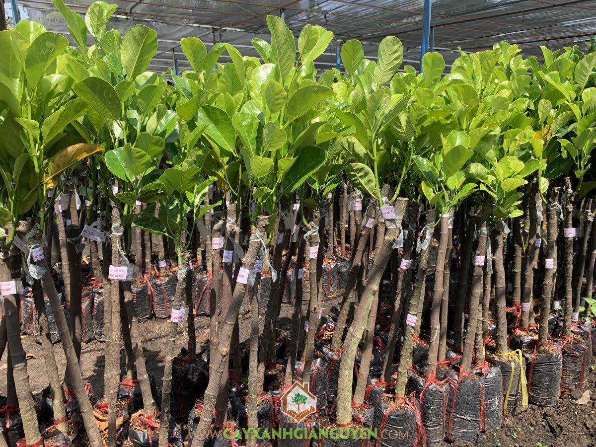 Cây Mít Ruột Đỏ Lá Bầu, Cây Mít Ruột Đỏ Xơ Đỏ, Cây Mít Ruột Đỏ Xơ Vàng, Phân biệt Mít Ruột Đỏ, Mít Ruột Đỏ Lá Bầu