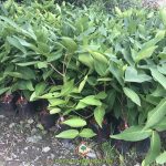 HƯỚNG DẪN TRỒNG VÀ CHĂM SÓC CÂY MẬN XANH TAM HOA