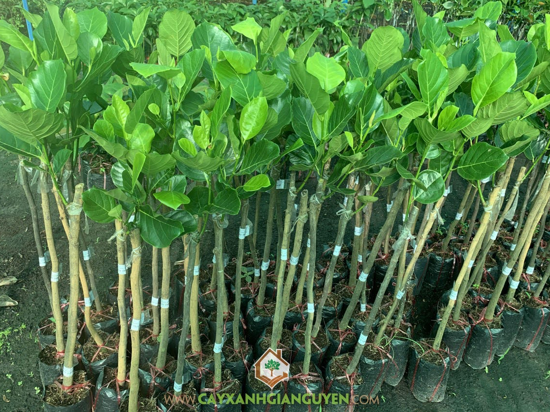 Cây Mít Trái Dài Malaysia, Cây Mít Thước Malaysia, Cây Mít Trái Dài, Cây Mít Thước, Quả Mít Trái Dài Malaysia