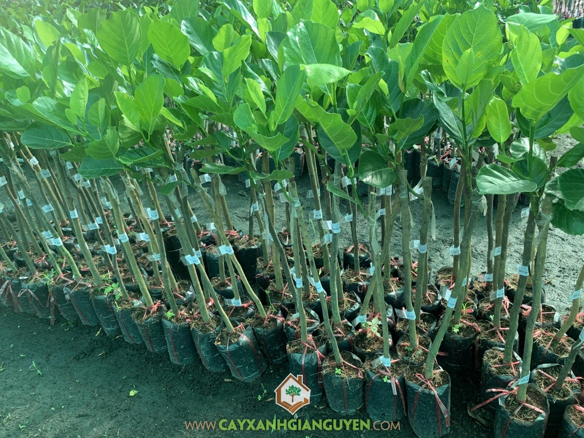 Cây Mít Trái Dài Malaysia, Cây Mít Thước Malaysia, Cây Mít Trái Dài, Cây Mít Thước, Quả Mít Trái Dài Malaysia
