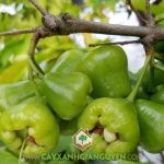 GIỐNG MẬN NÀO NGON NHẤT HIỆN NAY?