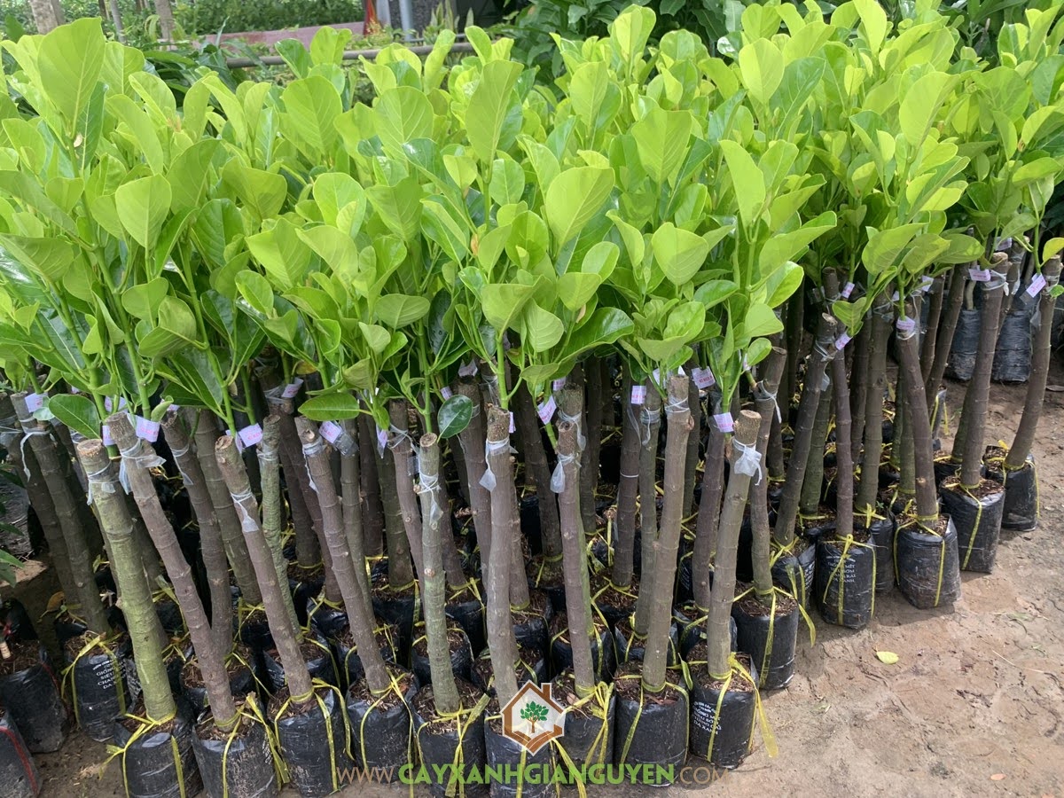 Cây Mít Ruột Đỏ Lá Bầu, Giá Cây Mít Ruột Đỏ Lá Bầu, Mít Ruột Đỏ Lá Bầu, Cây Mít Ruột Đỏ Xơ Vàng, Vườn ươm Cây Xanh Gia Nguyễn