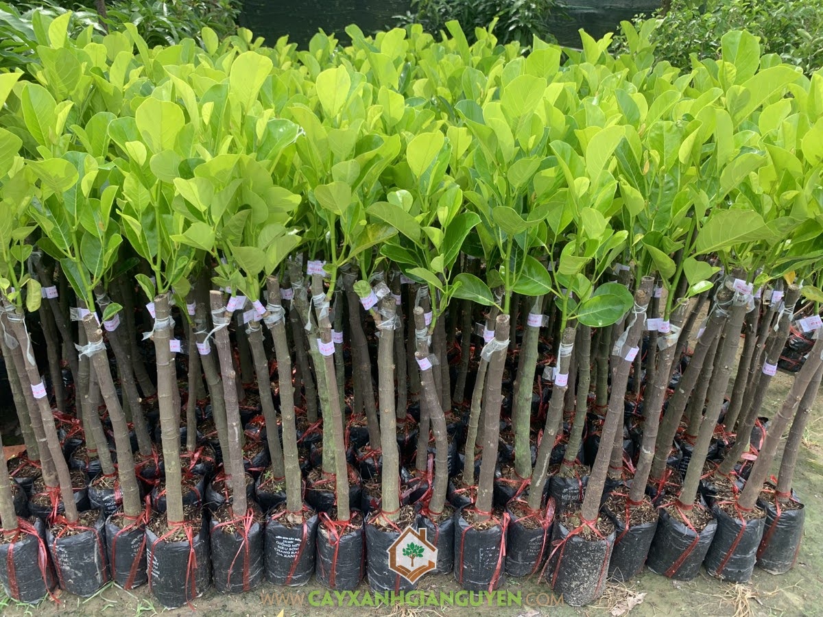 Cây Mít Ruột Đỏ Lá Bầu, Giá Cây Mít Ruột Đỏ Lá Bầu, Mít Ruột Đỏ Lá Bầu, Cây Mít Ruột Đỏ Xơ Vàng, Vườn ươm Cây Xanh Gia Nguyễn