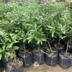 VÌ SAO QUẢ CÂY TẮC THÁI NGỌT?