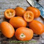 CÂY TẮC THÁI VÀ CÂY TẮC MỸ CÓ LÀ MỘT LOẠI KHÔNG?