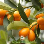 HƯỚNG DẪN CÁCH PHÂN BIỆT CÂY TẮC THÁI VÀ CÂY TẮC VIỆT NAM
