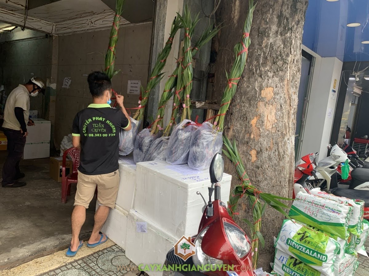 Cây Dừa Dâu, Dừa Dâu, Cung cấp Cây Dừa Dâu, Bán Cây Dừa Dâu, Cây Xanh Gia Nguyễn