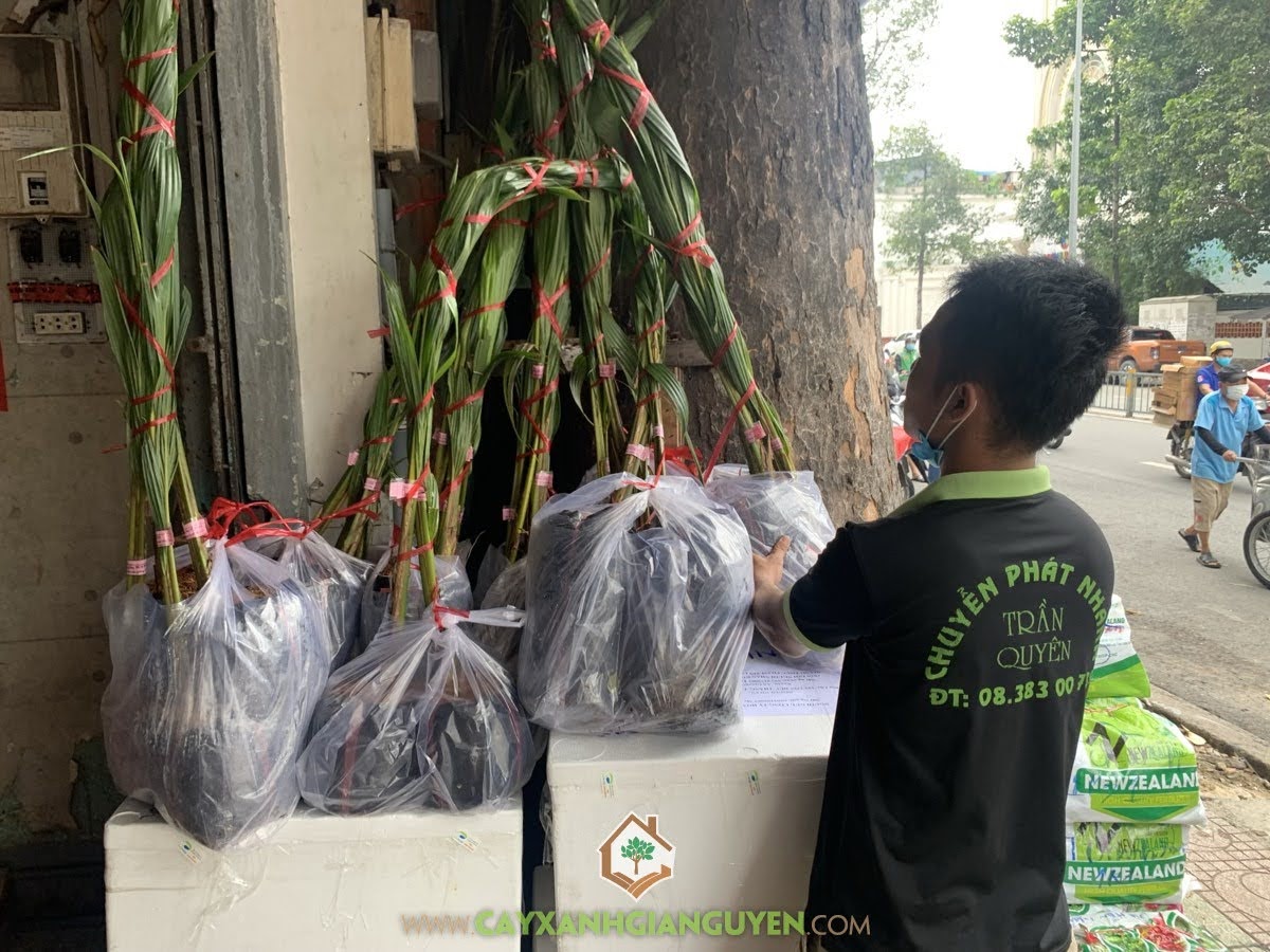 Cây Dừa Dâu, Dừa Dâu, Cung cấp Cây Dừa Dâu, Bán Cây Dừa Dâu, Cây Xanh Gia Nguyễn