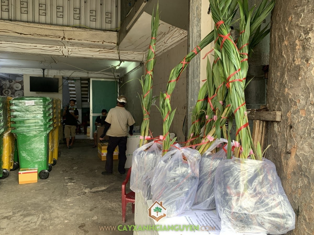 Cây Dừa Dâu, Dừa Dâu, Cung cấp Cây Dừa Dâu, Bán Cây Dừa Dâu, Cây Xanh Gia Nguyễn