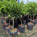 CÁCH PHÒNG TRỪ SÂU BỆNH HẠI CÂY TẮC THÁI