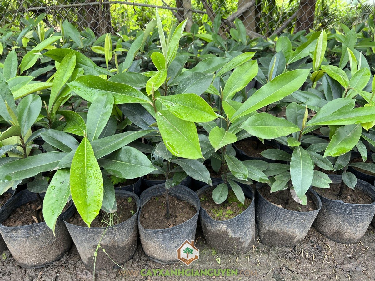 Cây Giống Hồng Nhung, Giống Cây Hồng Nhung, Trái Hồng Nhung, Cây Đào Hồng Nhung, Mua Cây Giống Hồng Nhung, Lá Đào Hồng Nhung, Quả đào hồng nhung, Cây Xanh Gia Nguyễn