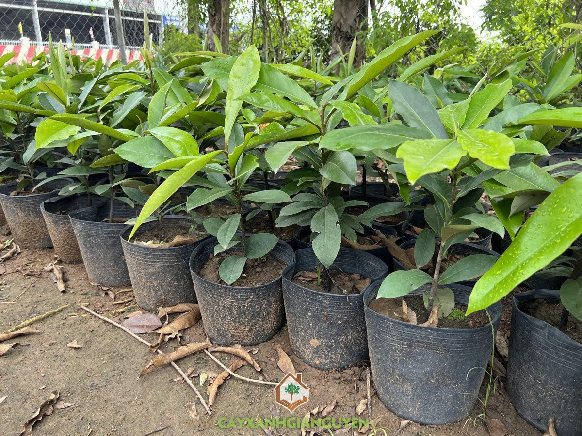 Cách trồng Cây Hồng Nhung, Đào Hồng Nhung, Cây Hồng Nhung, Cây Đào Hồng Nhung, Cây Xanh Gia Nguyễn, Giống Cây Hồng Nhung