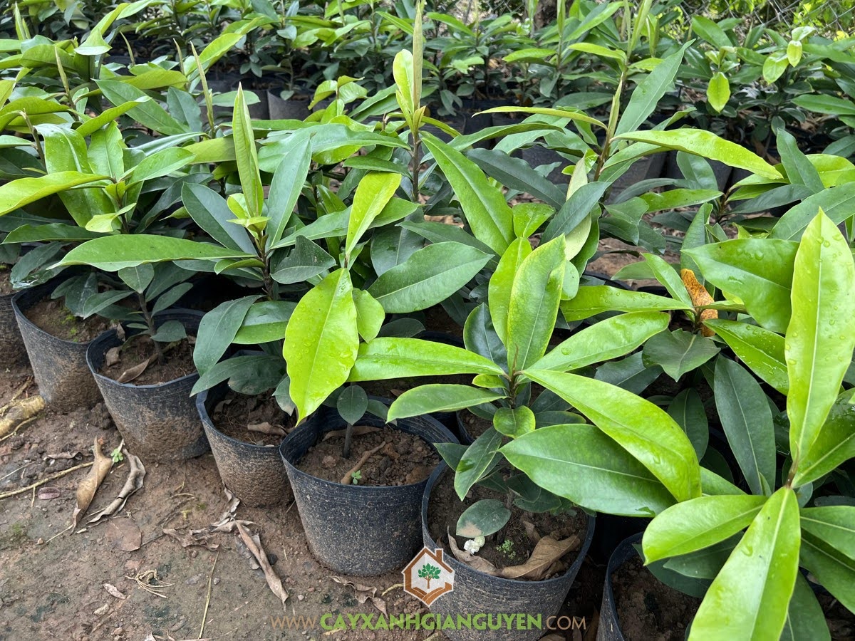 Cách trồng Cây Hồng Nhung, Đào Hồng Nhung, Cây Hồng Nhung, Cây Đào Hồng Nhung, Cây Xanh Gia Nguyễn, Giống Cây Hồng Nhung