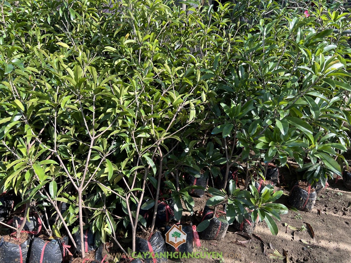 Kỹ thuật trồng Cây Sapo Mehico, Cây Sapoche mehico, Cây Hồng Xiêm Mexico, Cách trồng Cây Sapo Mehico, Cây giống Sapo Mehico