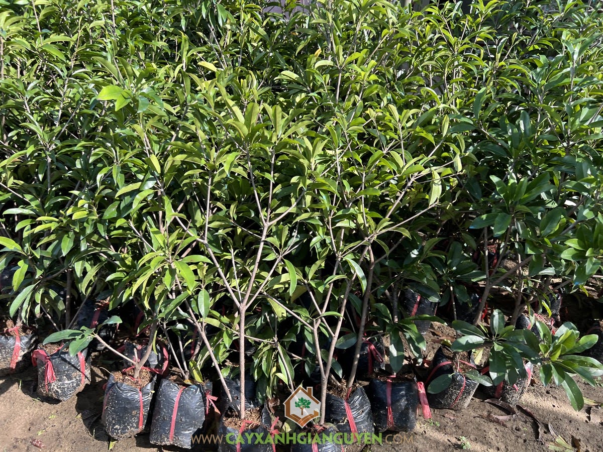 Cách nhân giống Sapo Mehico, Trồng Sapo Mehico, Giống Sapo Mehico, Cây Sapo Mehico, Cây Sapo Mehico thuần chủng