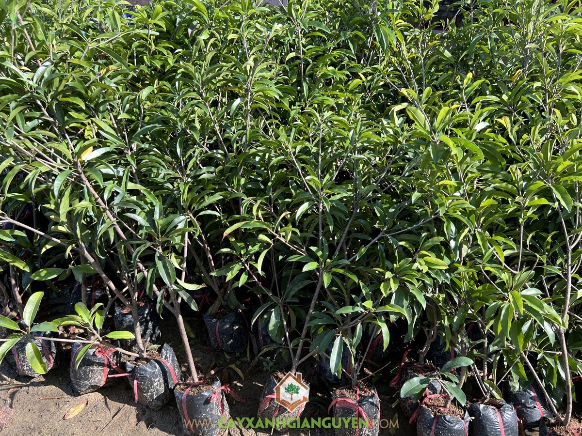 Cách nhân giống Sapo Mehico, Trồng Sapo Mehico, Giống Sapo Mehico, Cây Sapo Mehico, Cây Sapo Mehico thuần chủng