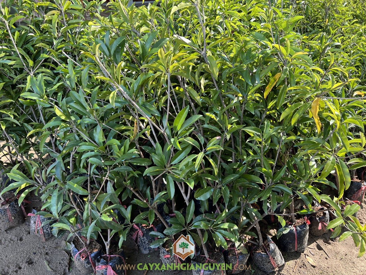 Kỹ thuật trồng Cây Sapo Mehico, Cây Sapoche mehico, Cây Hồng Xiêm Mexico, Cách trồng Cây Sapo Mehico, Cây giống Sapo Mehico