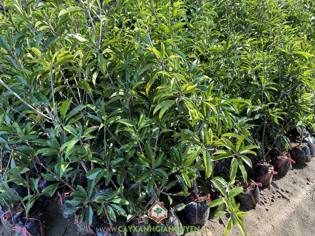 Cách nhân giống Sapo Mehico, Trồng Sapo Mehico, Giống Sapo Mehico, Cây Sapo Mehico, Cây Sapo Mehico thuần chủng