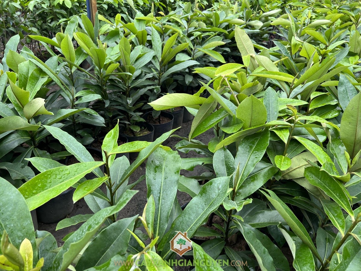 Cây Giống Hồng Nhung, Giống Cây Hồng Nhung, Trái Hồng Nhung, Cây Đào Hồng Nhung, Mua Cây Giống Hồng Nhung, Lá Đào Hồng Nhung, Quả đào hồng nhung, Cây Xanh Gia Nguyễn