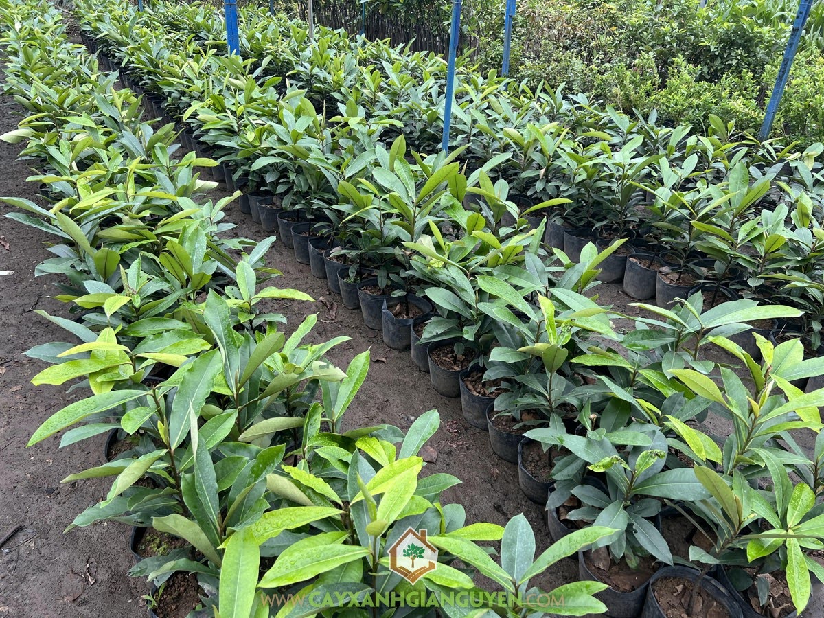 Cách trồng Cây Hồng Nhung, Đào Hồng Nhung, Cây Hồng Nhung, Cây Đào Hồng Nhung, Cây Xanh Gia Nguyễn, Giống Cây Hồng Nhung