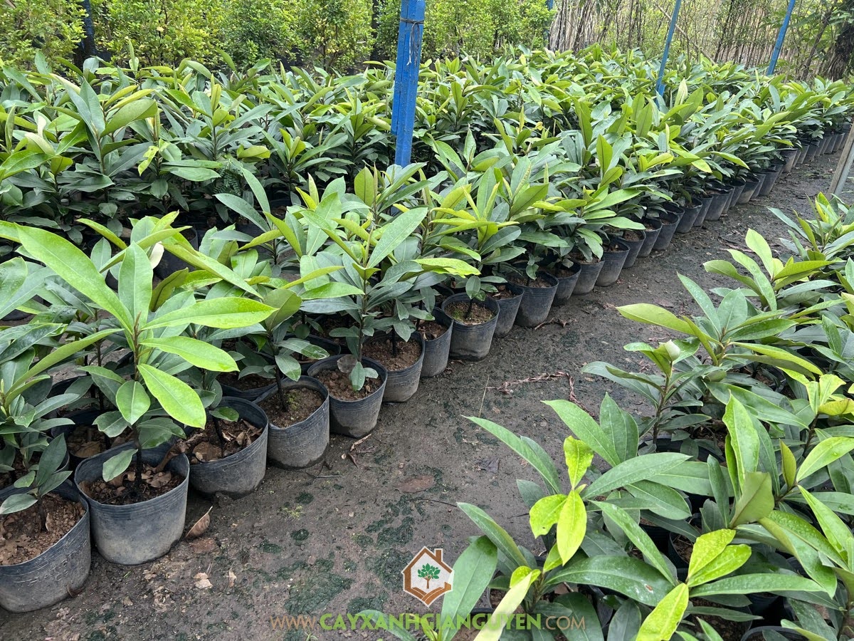 Cây Giống Hồng Nhung, Giống Cây Hồng Nhung, Trái Hồng Nhung, Cây Đào Hồng Nhung, Mua Cây Giống Hồng Nhung, Lá Đào Hồng Nhung, Quả đào hồng nhung, Cây Xanh Gia Nguyễn