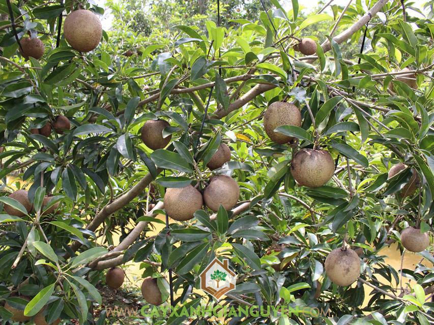 Kỹ thuật trồng Cây Sapo Mehico, Cây Sapoche mehico, Cây Hồng Xiêm Mexico, Cách trồng Cây Sapo Mehico, Cây giống Sapo Mehico